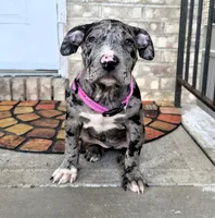 "LAURYN HILL" BLUE MERLE TRI, a female American Bully for sale in Newark, NJ – 1 of 10