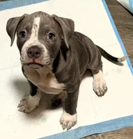"AALIYAH", a female American Bully and American Pit Bull Terrier for sale in Newark, NJ – 2 of 5