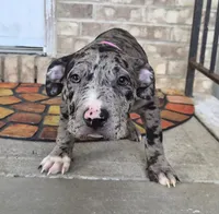 "LAURYN HILL" BLUE MERLE TRI, a female American Bully for sale in Newark, NJ – 8 of 10