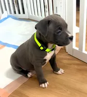 "AALIYAH", a female American Bully and American Pit Bull Terrier for sale in Newark, NJ – 8 of 10