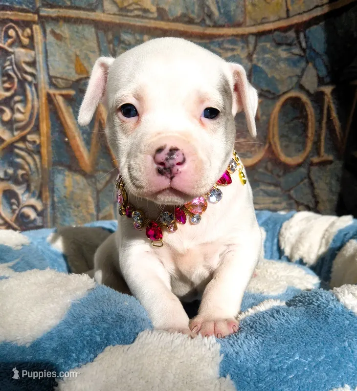 "DOLLY PARTON" WHITE MERLE BLUE EYES – American Bully puppy for sale in Newark, NJ