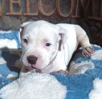 "MAROLYN MONROE"  WHITE MERLE, a female American Bully and American Pit Bull Terrier for sale in Newark, NJ – 7 of 10
