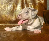 "THA ROCK" MERLE, a male American Bully for sale in Newark, NJ – 6 of 8