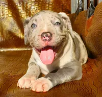 "THA ROCK" MERLE, a male American Bully for sale in Newark, NJ – 7 of 8