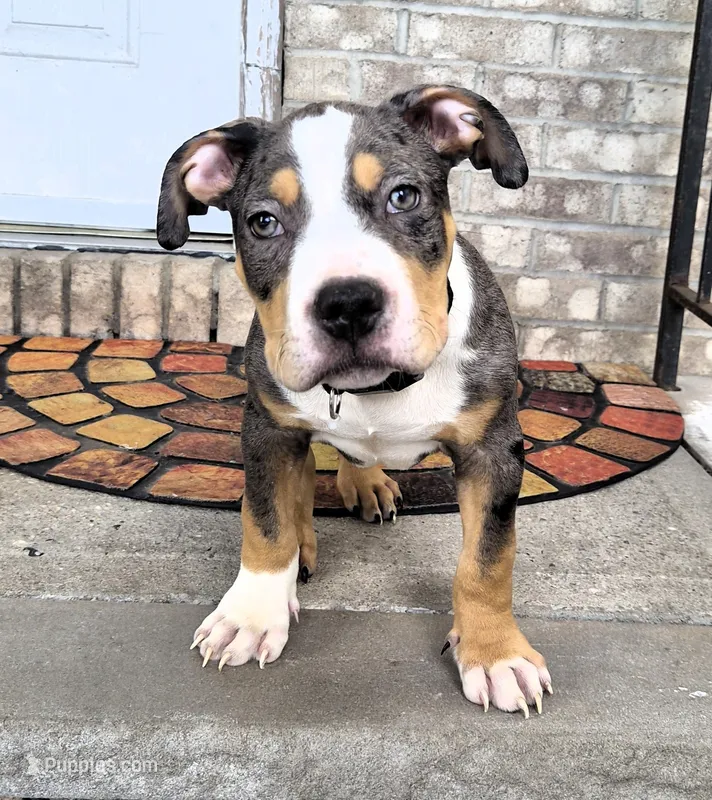 "LUDACRIS" BLUE MERLE TRI COLOR – American Bully, American Pit Bull Terrier puppy for sale in Newark, NJ