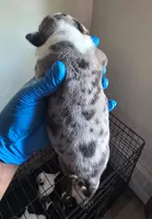 "AALIYAH" BLUE MERLE, a female American Bully for sale in Newark, NJ – 3 of 3