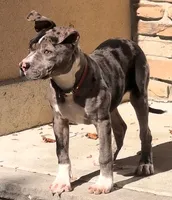 "SZA" BLUE MERLE BLUE EYES, a female American Bully for sale in Newark, NJ – 2 of 2