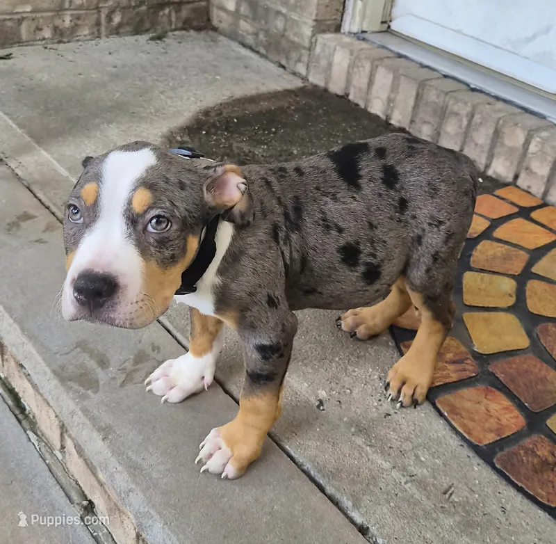 "LUDACRIS" BLUE MERLE TRI COLOR – American Bully, American Pit Bull Terrier puppy for sale in Newark, NJ