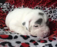 "SZA", a female American Bully for sale in New York, NY – Photo 6 of 10