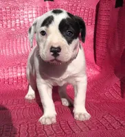 "HALLE BERRY", a female American Bully for sale in Newark, NJ – Photo 4 of 10