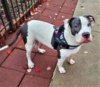 "HALLE BERRY", a female American Bully for sale in Newark, NJ – Photo 10 of 10