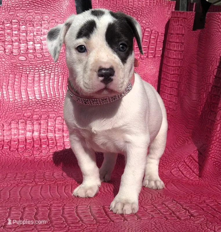 "HALLE BERRY" – American Bully puppy for sale in Newark, NJ