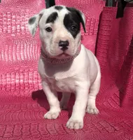 "HALLE BERRY", a female American Bully for sale in Newark, NJ – Photo 1 of 10