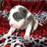 "SZA", a female American Bully for sale in Newark, NJ – Photo 2 of 10