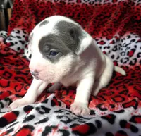 "SZA", a female American Bully for sale in New York, NY – Photo 2 of 10