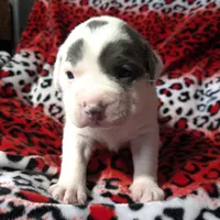 "SZA", a female American Bully for sale in Newark, NJ – Photo 5 of 10