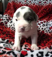 "SZA", a female American Bully for sale in New York, NY – Photo 5 of 10