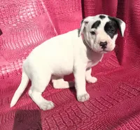 "HALLE BERRY", a female American Bully for sale in Newark, NJ – Photo 8 of 10