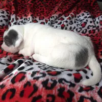 "SZA", a female American Bully for sale in Newark, NJ – Photo 9 of 10