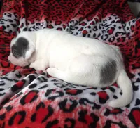 "SZA", a female American Bully for sale in New York, NY – Photo 9 of 10