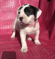 "HALLE BERRY", a female American Bully for sale in Newark, NJ – Photo 5 of 10