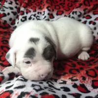 "SZA", a female American Bully for sale in Newark, NJ – Photo 4 of 10