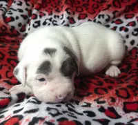 "SZA", a female American Bully for sale in New York, NY – Photo 4 of 10