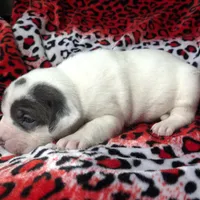 "SZA", a female American Bully for sale in Newark, NJ – Photo 7 of 10