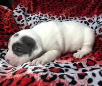 "SZA", a female American Bully for sale in New York, NY – Photo 7 of 10