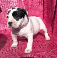 "HALLE BERRY", a female American Bully for sale in Newark, NJ – Photo 2 of 10