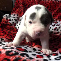 "SZA", a female American Bully for sale in Newark, NJ – Photo 1 of 10