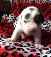 "SZA", a female American Bully for sale in New York, NY – Photo 1 of 10