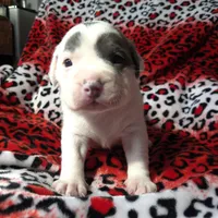 "SZA", a female American Bully for sale in Newark, NJ – Photo 8 of 10