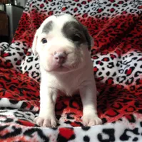 "SZA", a female American Bully for sale in New York, NY – Photo 8 of 10