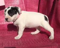 "HALLE BERRY", a female American Bully for sale in Newark, NJ – Photo 7 of 10