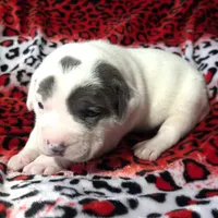 "SZA", a female American Bully for sale in Newark, NJ – Photo 3 of 10