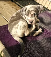 "THA ROCK" BLUE MERLE, a male American Bully for sale in Newark, NJ – 9 of 9