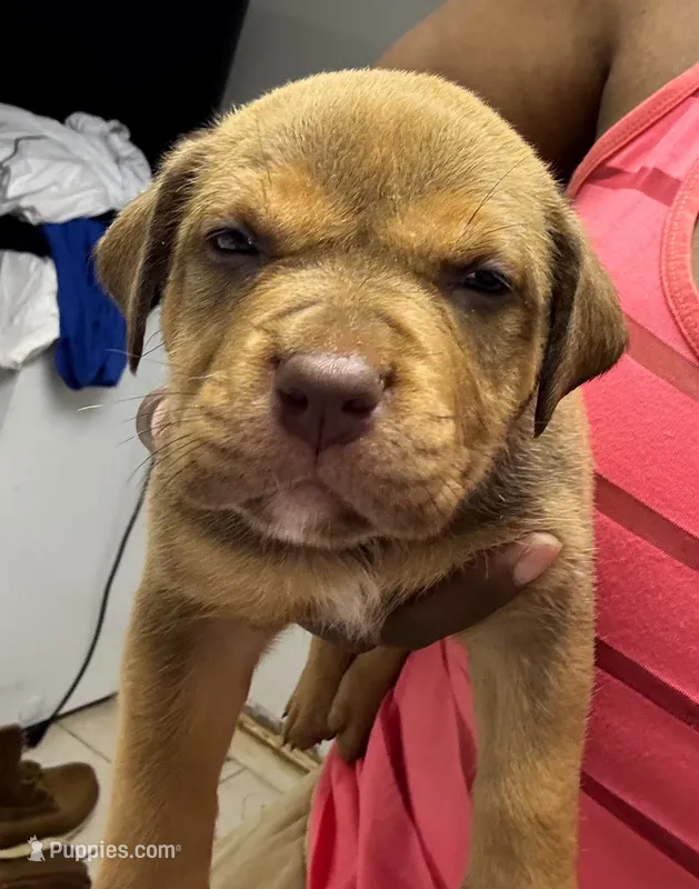 "SNOOP DOGG" LILAC TRI COLOR – American Bully puppy for sale in Newark, NJ