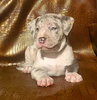 "THA ROCK" MERLE, a male American Bully for sale in Newark, NJ – 3 of 8