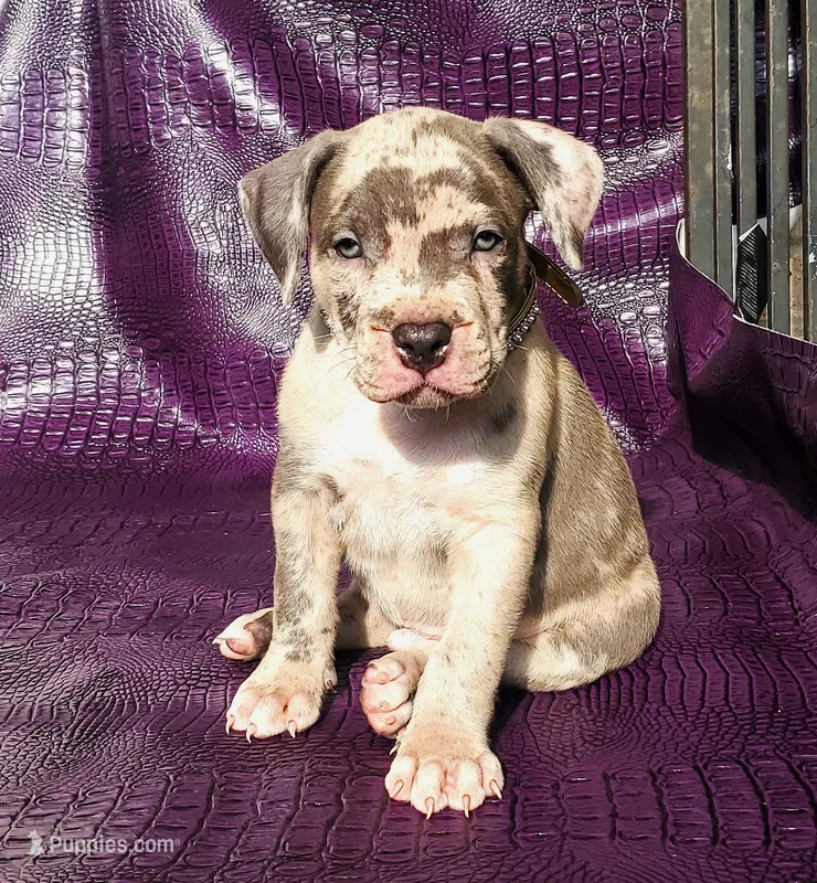 "THA ROCK" BLUE MERLE – American Bully puppy for sale in Newark, NJ