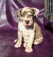 "THA ROCK" BLUE MERLE, a male American Bully for sale in Newark, NJ – 1 of 9