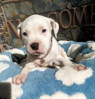 "MAROLYN MONROE"  WHITE MERLE, a female American Bully and American Pit Bull Terrier for sale in Newark, NJ – 6 of 10