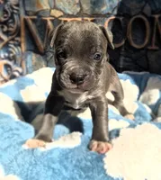 "DMX" BLUE NOSE / BLUE EYES, a male American Bully and American Pit Bull Terrier for sale in Newark, NJ – 1 of 10