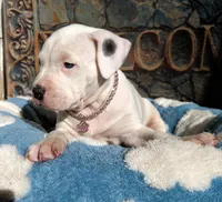 "MAROLYN MONROE"  WHITE MERLE, a female American Bully and American Pit Bull Terrier for sale in Newark, NJ – 3 of 10