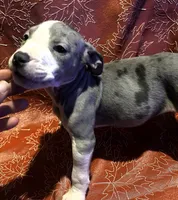 "SZA" MERLE BLUE NOSE, a female American Bully for sale in Newark, NJ – 4 of 6