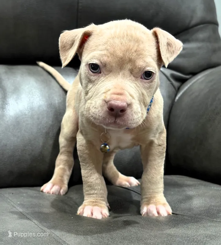 "LIL KIM" LILAC MERLE – American Bully, American Pit Bull Terrier puppy for sale in Newark, NJ