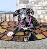 "LAURYN HILL" BLUE MERLE TRI, a female American Bully for sale in Newark, NJ – 2 of 10