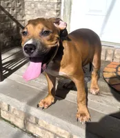"BRAD PITT" LILAC TRI COLOR, a male American Bully and American Pit Bull Terrier for sale in Newark, NJ – 2 of 8