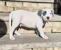 "THA ROCK" WHITE MERLE, a male American Bully for sale in Newark, NJ – 3 of 9
