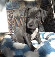 "DMX" (LAST 1) BLUE NOSE / BLUE EYES, a male American Bully and American Pit Bull Terrier for sale in Newark, NJ – 3 of 10